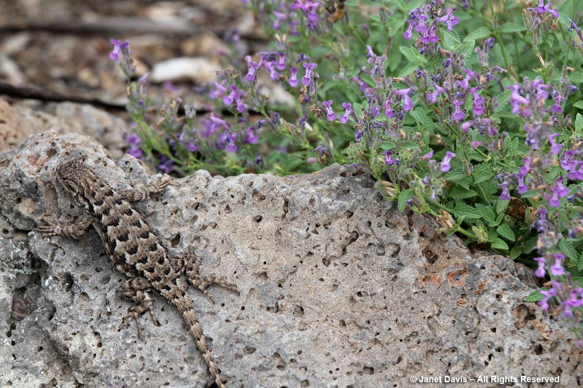 Sagebrush Lizard-Idaho Botanical Garden