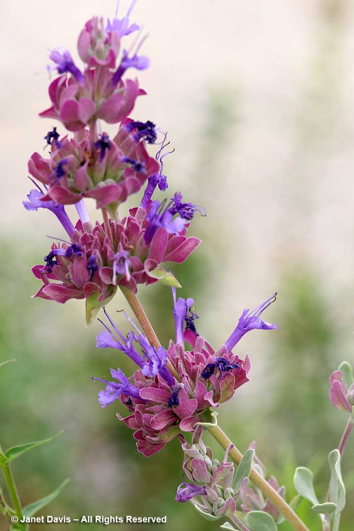 Salvia pachyphylla-Mountain Desesrt Sage-Idaho Botanical