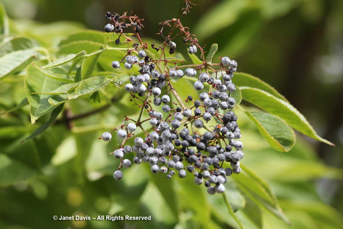 Sambucus nigra ssp. cerulea-Blue elderberry-Lewis & Clark