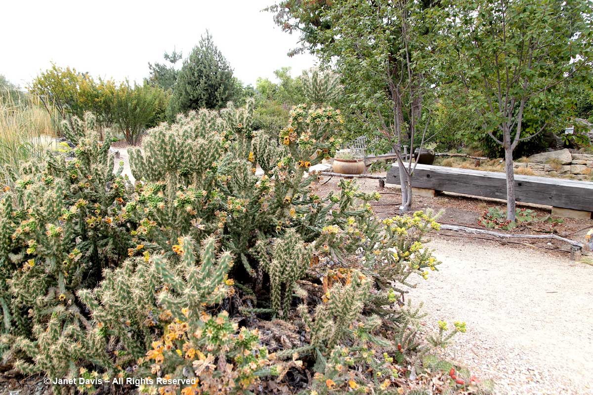 Summer Succulent Garden-Cactus-Idaho Botanical