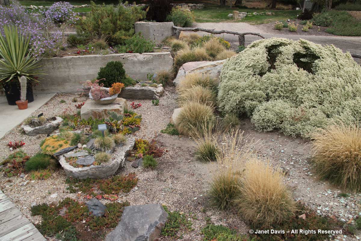 Summer Succulent Garden-Idaho Botanical