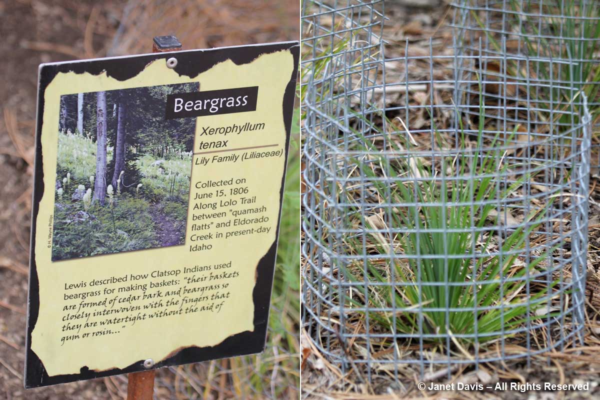 Xerophyllum tenax-beargrass-Lewis & Clark-Idaho Botanical