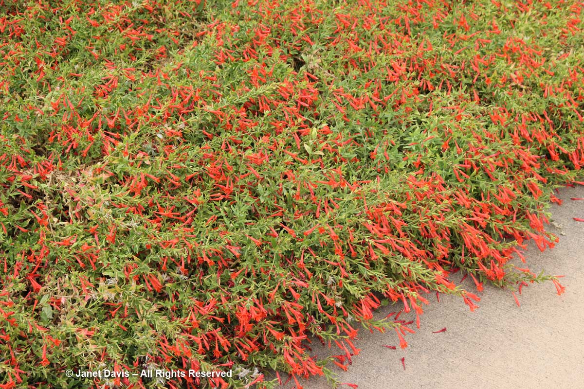 Zauschneria garrettii 'Orange Carpet'