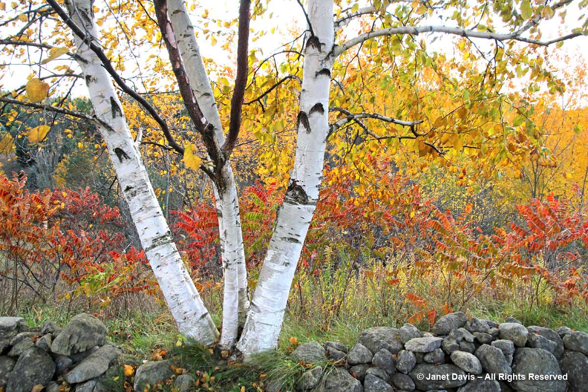 2012-Paper Birch-Betula papyrifera-fall colour