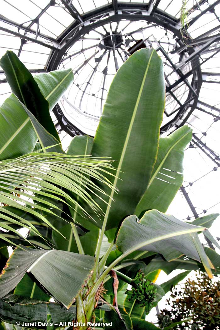 Allan Gardens-Palm House-banana