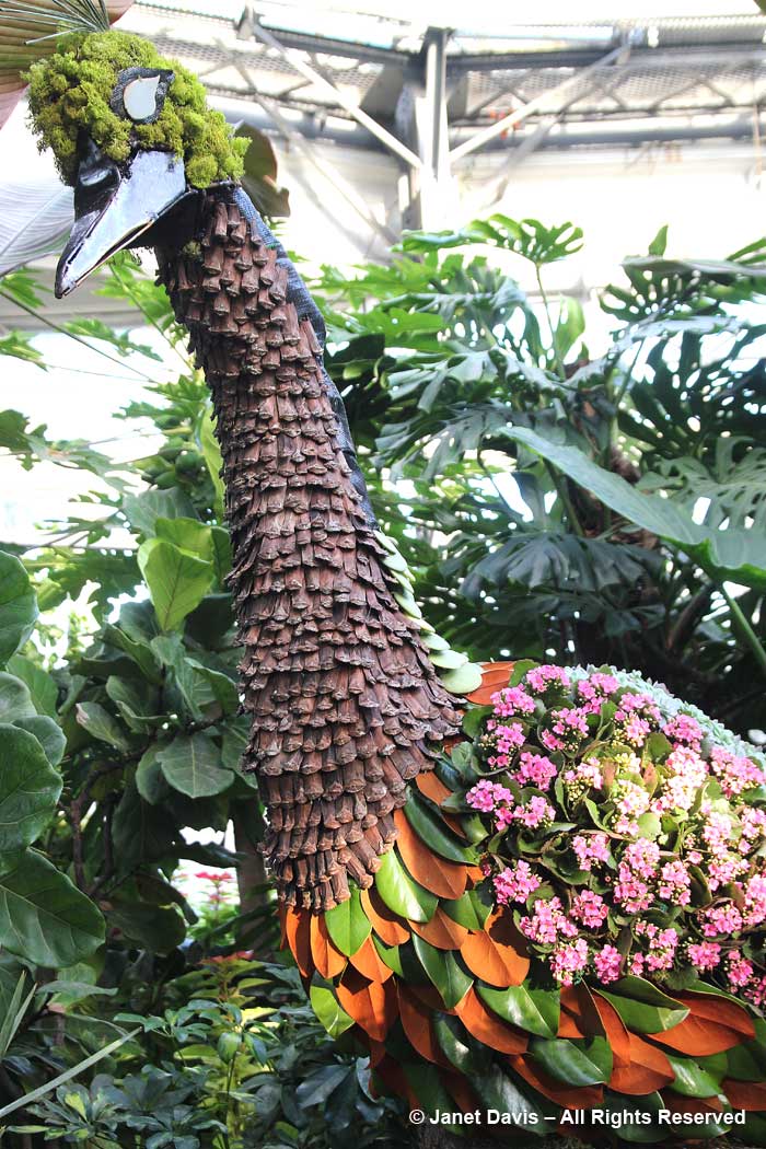 Allan Gardens-Succulent Peacock neck-Christmas 2017