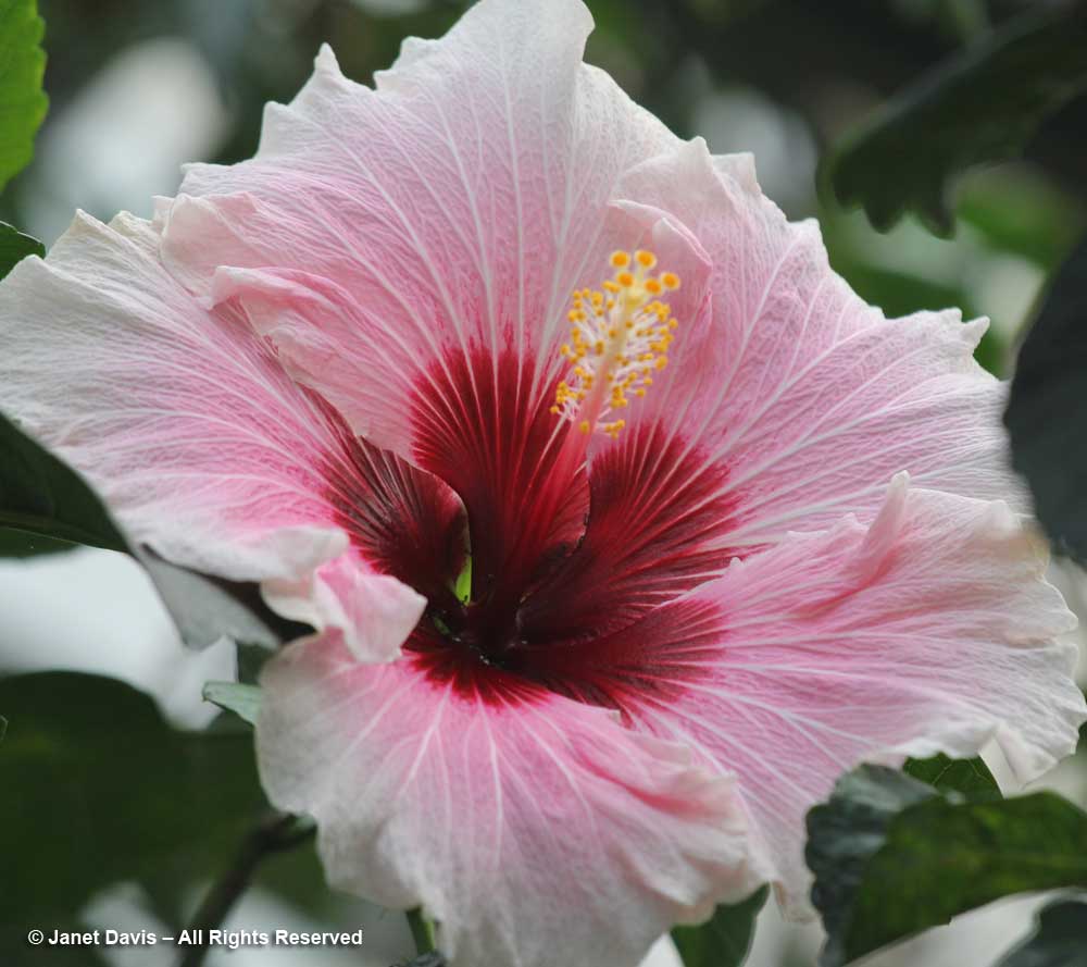 Hibiscus-Allan Gardens