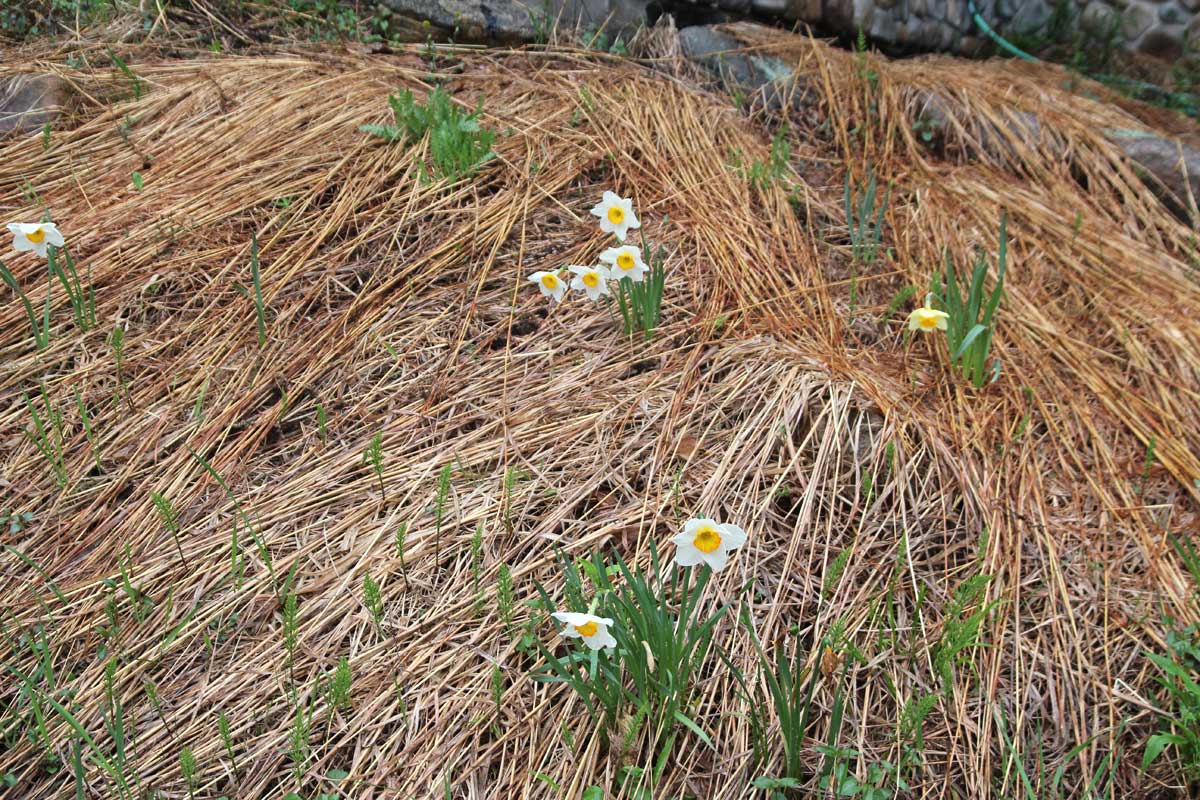 May 15-Big bluestem-Lake Muskoka-uncut-daffodils