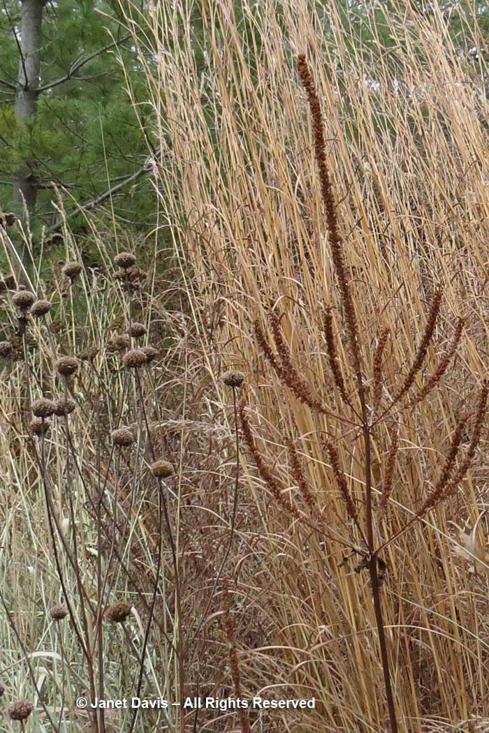 Seedheads-Veronicastrum virginicum & Monarda fistulosa-November
