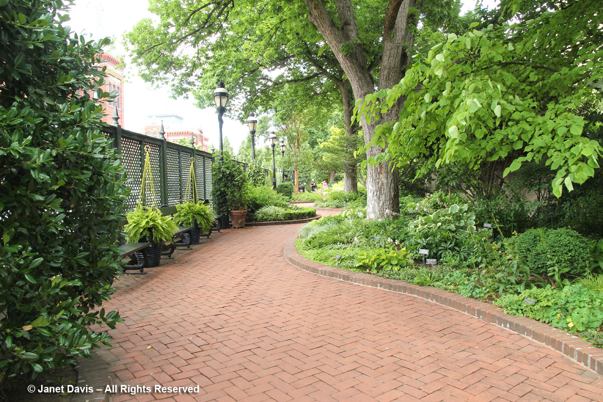 American elms &-path-Ripley Garden