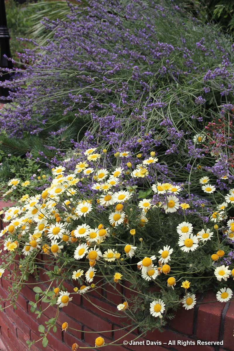 Anthemis 'Susanna Mitchell' & Lavender-Ripley Garden