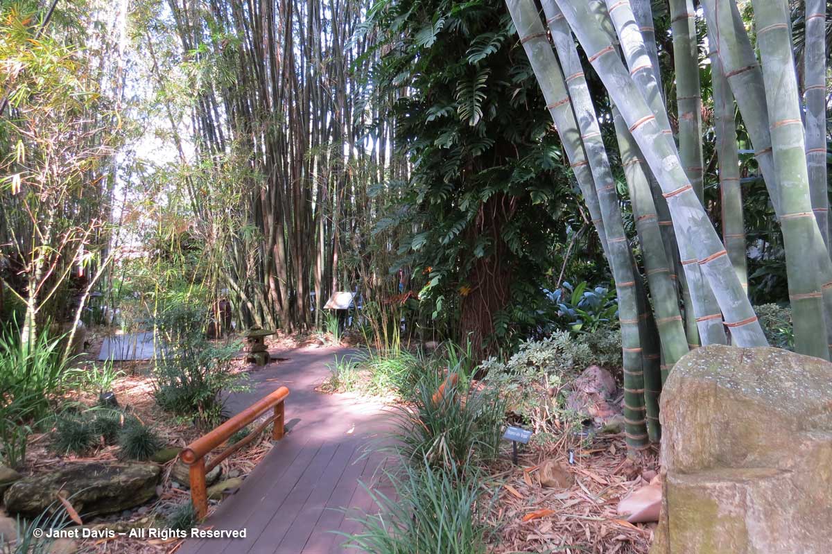 Bamboo Pavilion-Dendrocalamus giganteus-Marie Selby Botanical Garden