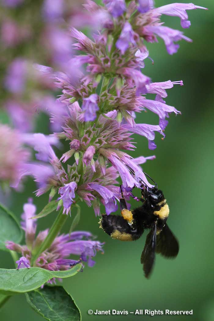 Bombus auricomus-Black and Gold bumblebee on Agastache