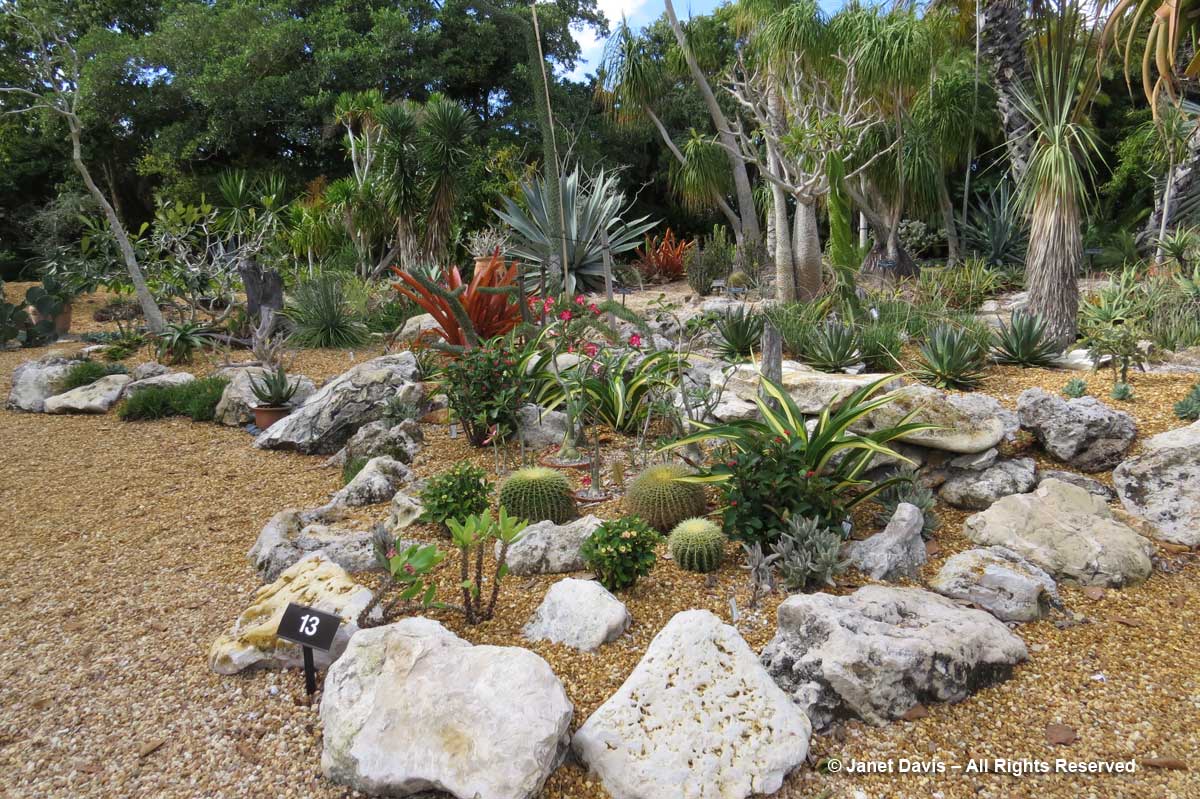 Cacti & Succulent Garden-Marie Selby Botanical Gardens