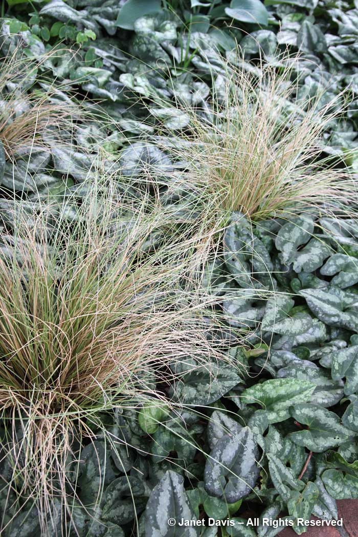 Carex comans-'Frosted Curls' & Asarum splendens-Ripley Garden