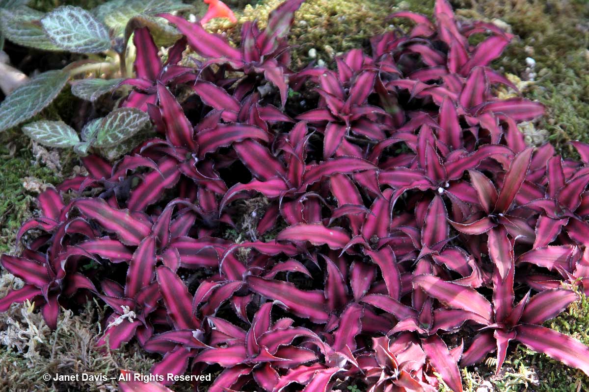 Conservatory-Cryptanthus 'Pink Star'-Marie Selby Botanical Gardens