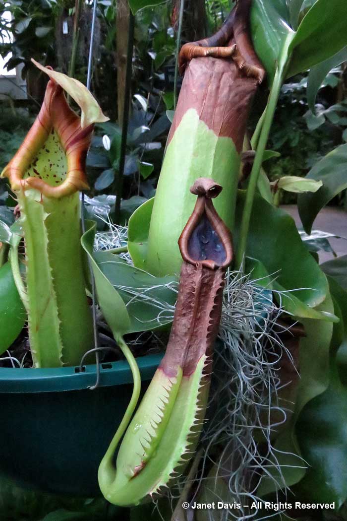 Conservatory-Nepenthes truncata-Marie Selby Botanical Garden
