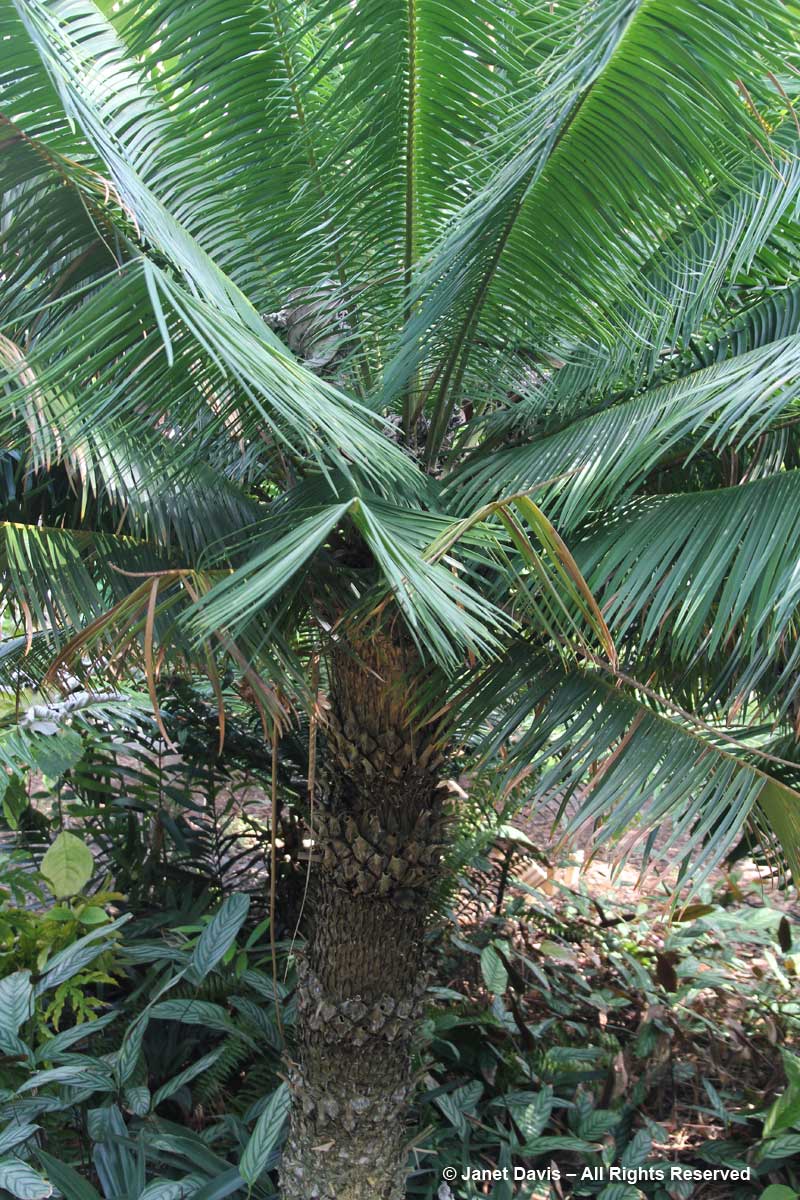 Cycads-Microcycas calocoma-Marie Selby Botanical Gardens
