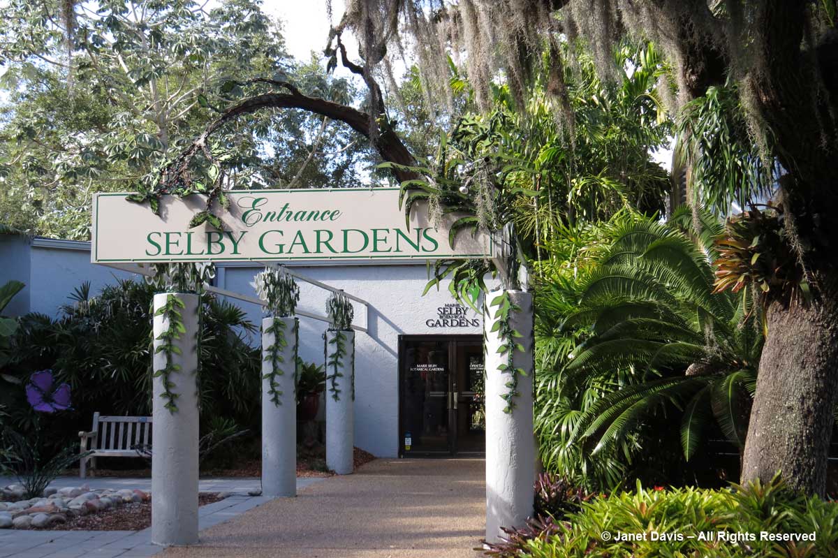 Entrance-Live Oak-Marie Selby Botanical Gardens