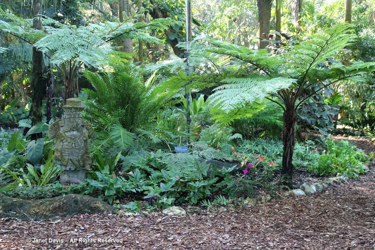 Fern garden-Marie Selby Botanical Gardens