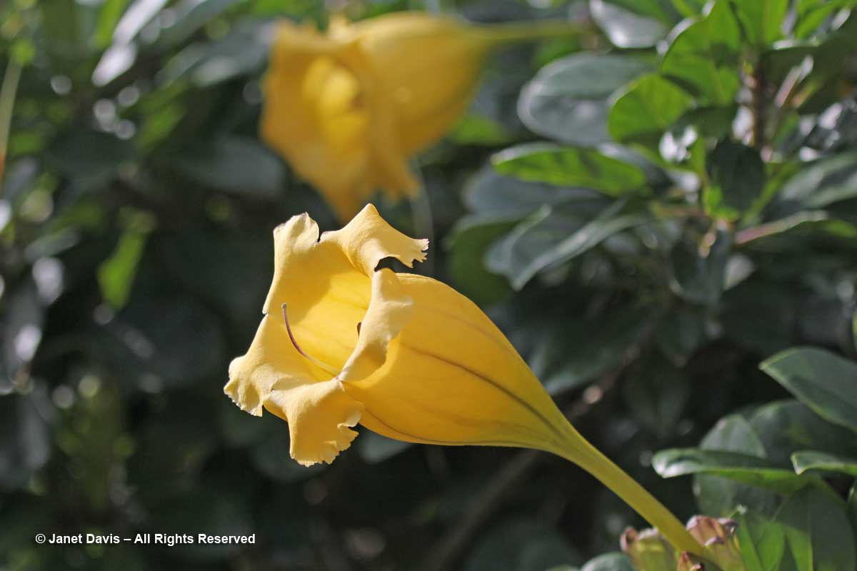 Flower Walk-Chalice Vine-Solandra longiflora-Marie Selby Botanical Gardens