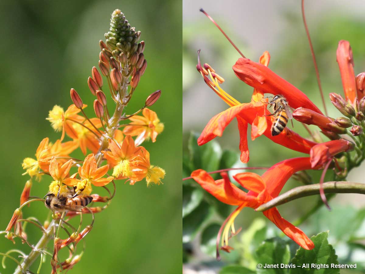 Flower walk-Honey bees-Bulbine frutescens & Tecomaria capensis