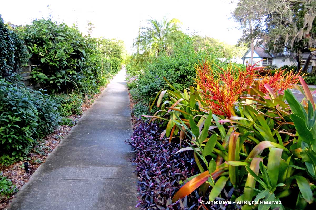 FlowerWalk-Aechmea-Marie Selby Botanical Gardens