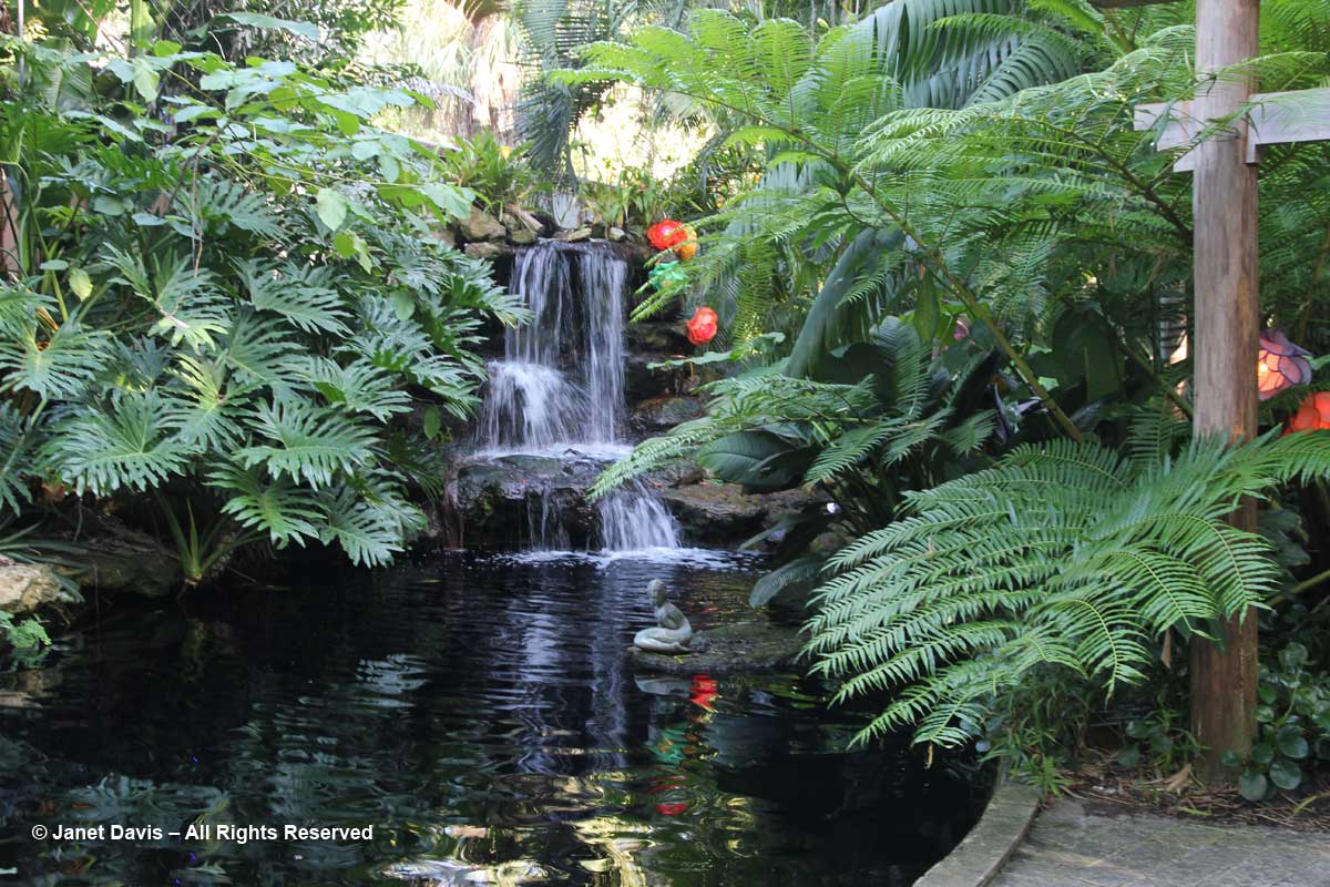 Koi Pond-Marie Selby Botanical Gardens
