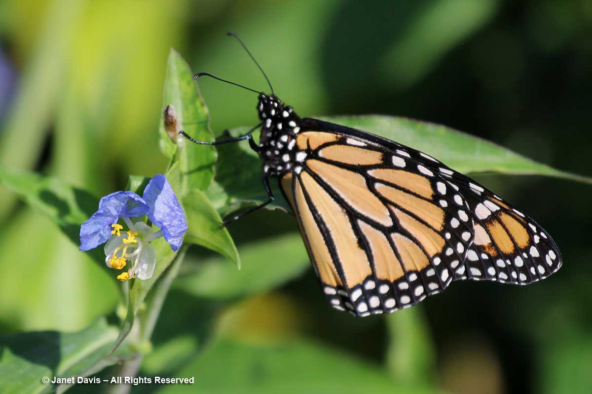 Monarch-Commelina erecta-Butterfly garden-Marie Selby Botanical Gardens