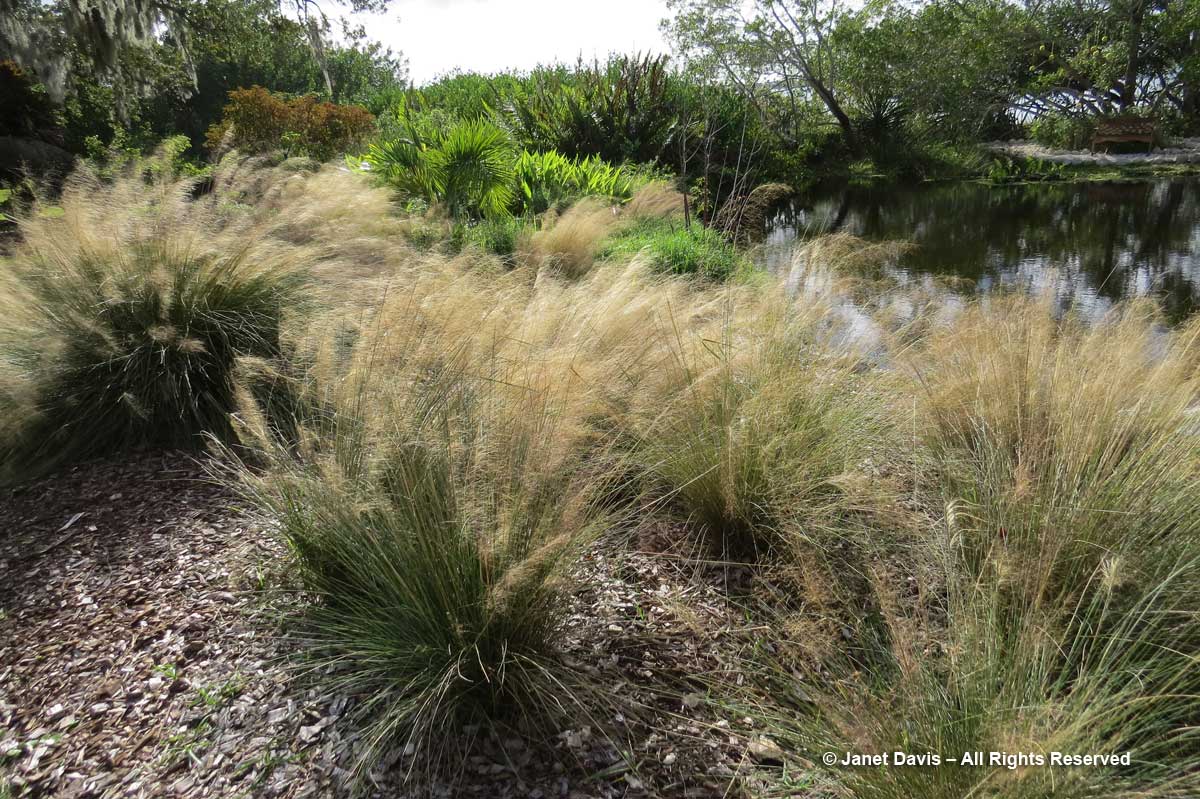 Muhlenbergia capillaris-Gulf muhly-Marie Selby Botanical Gardens