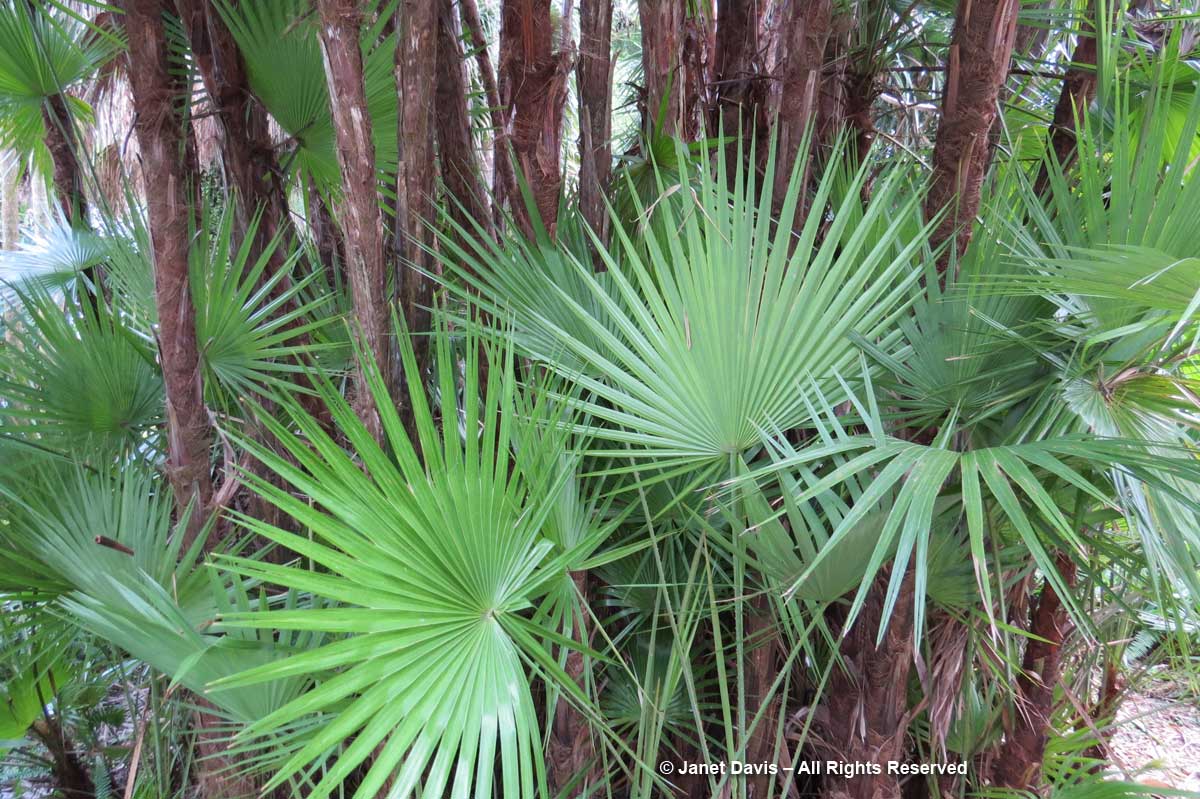 Palms-Acoelorrhaphe wrightii-Marie Selby Botanical Gardens