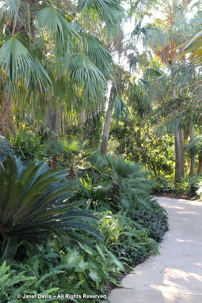 Palms-Marie Selby Botanical Garden