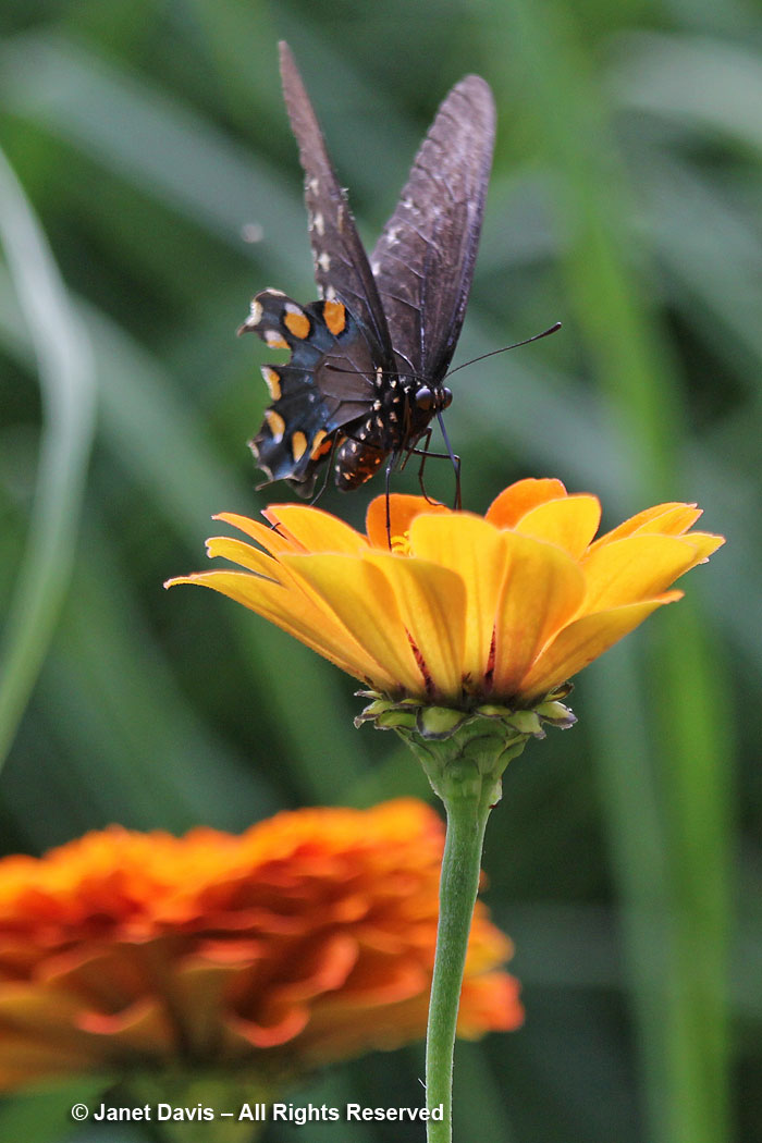 Pipevine swallowtail on Zinnia-Ripley Garden
