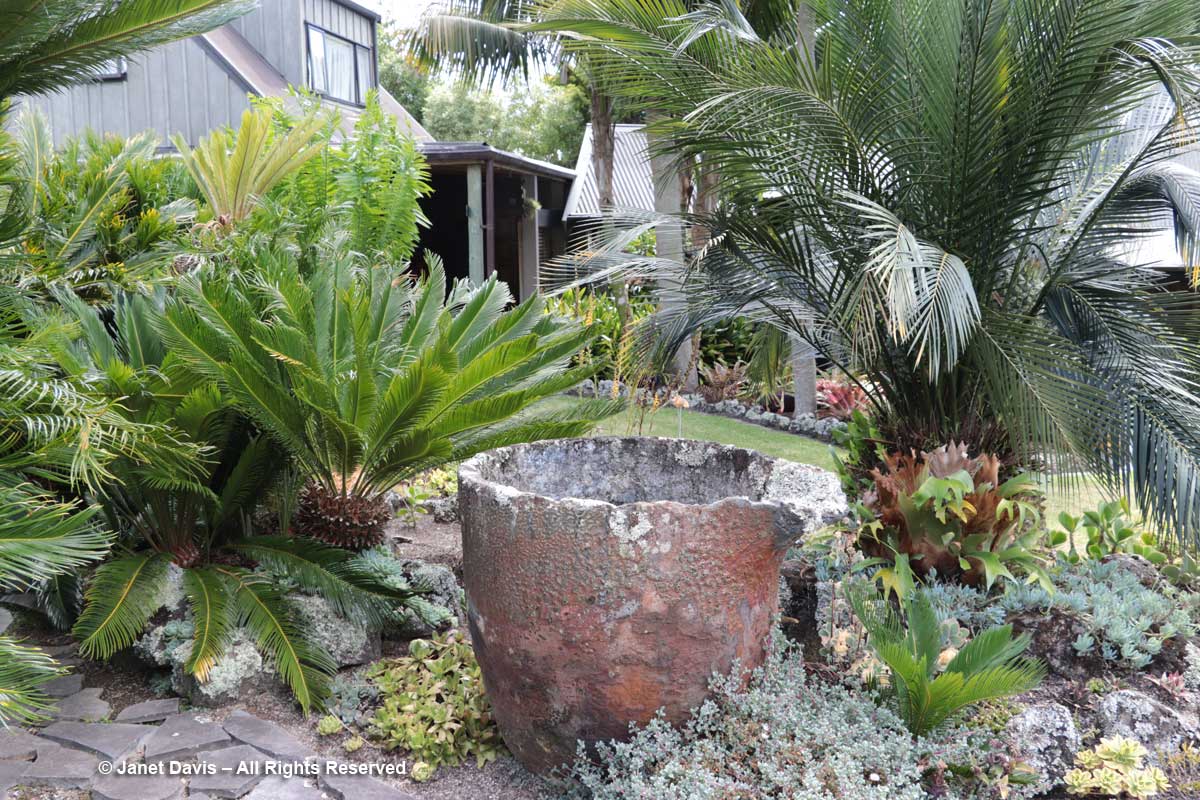 Containers and cycads-Totara Waters
