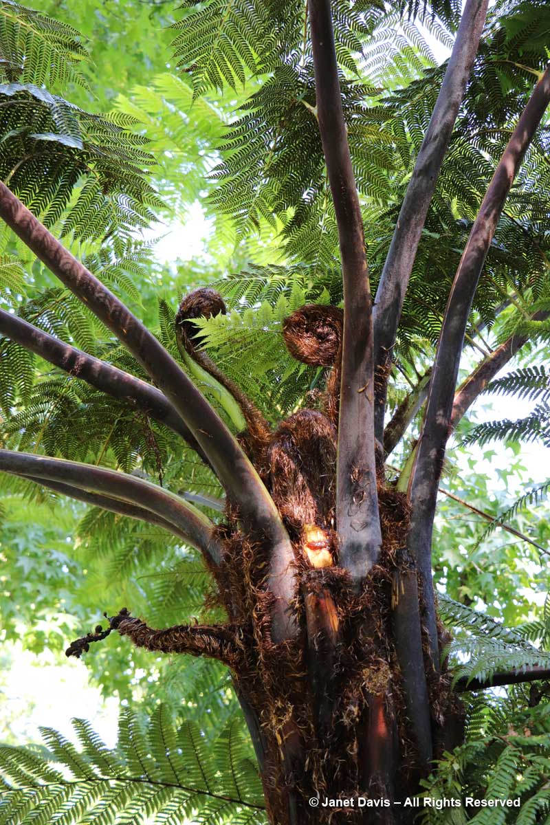 Cyathea-medullaris-black tree fern