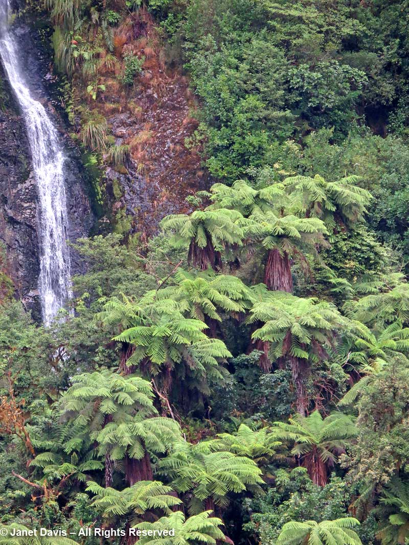 Cyathea smithii-katote-soft tree fern-Doubtful Sound-waterfall