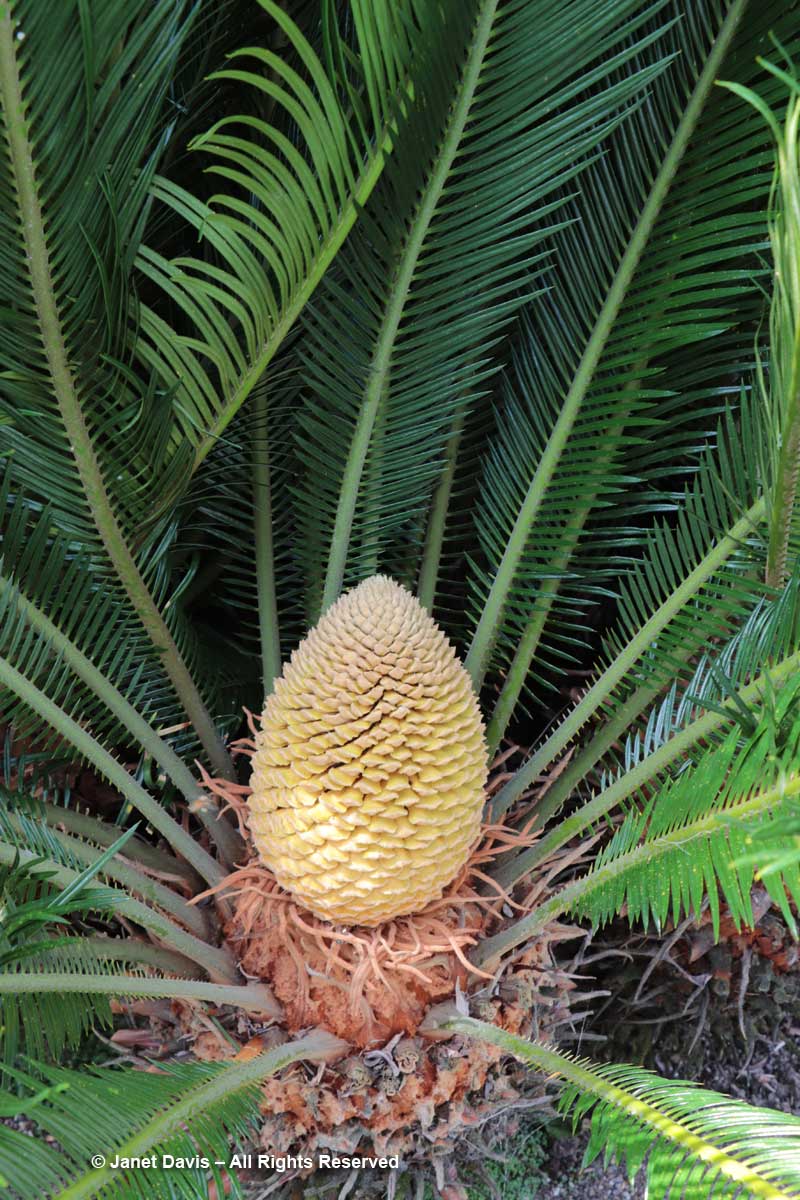 Cycas revoluta-Sago palm-male cone