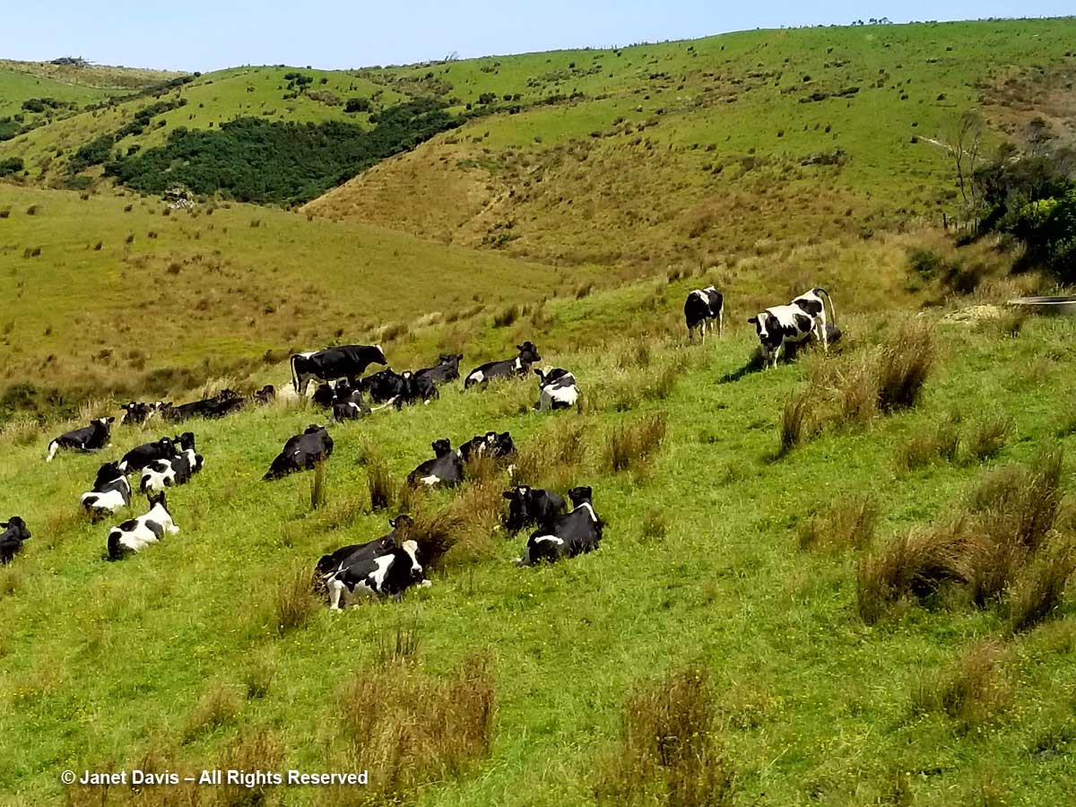 Dairy cattle & carex-Northland-New Zealand