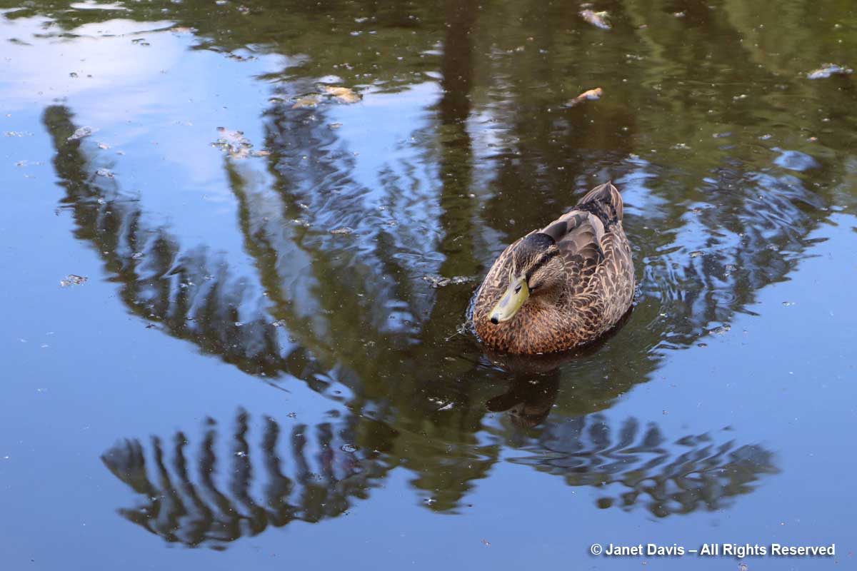 Duck on Tree Fern reflection