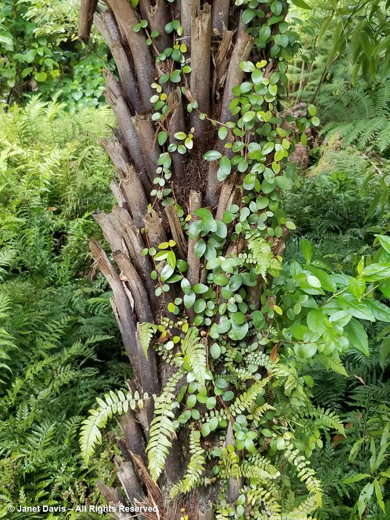 Epiphytes on tree fern-Otari-Wilton's Bush
