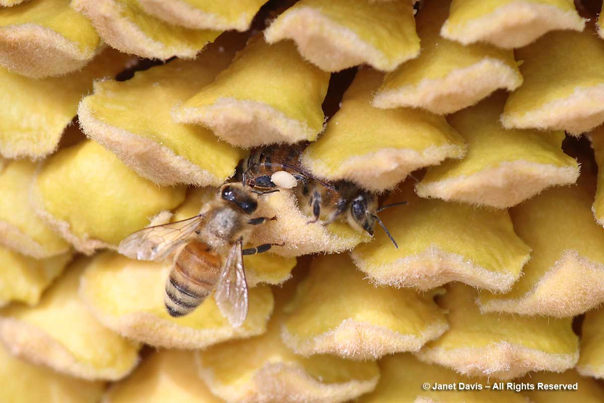 Honey bees-Cycas revoluta-cycad-pollen-male cone