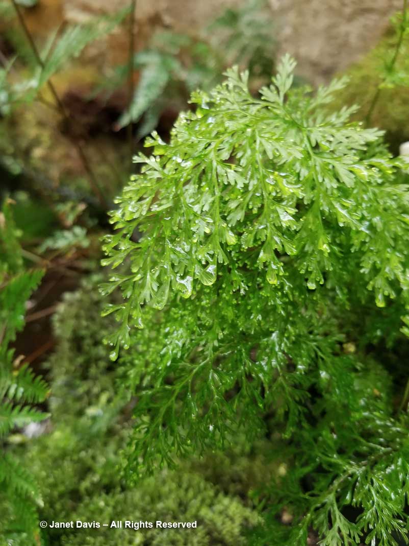 Hymenophyllum demissum-Filmy fern