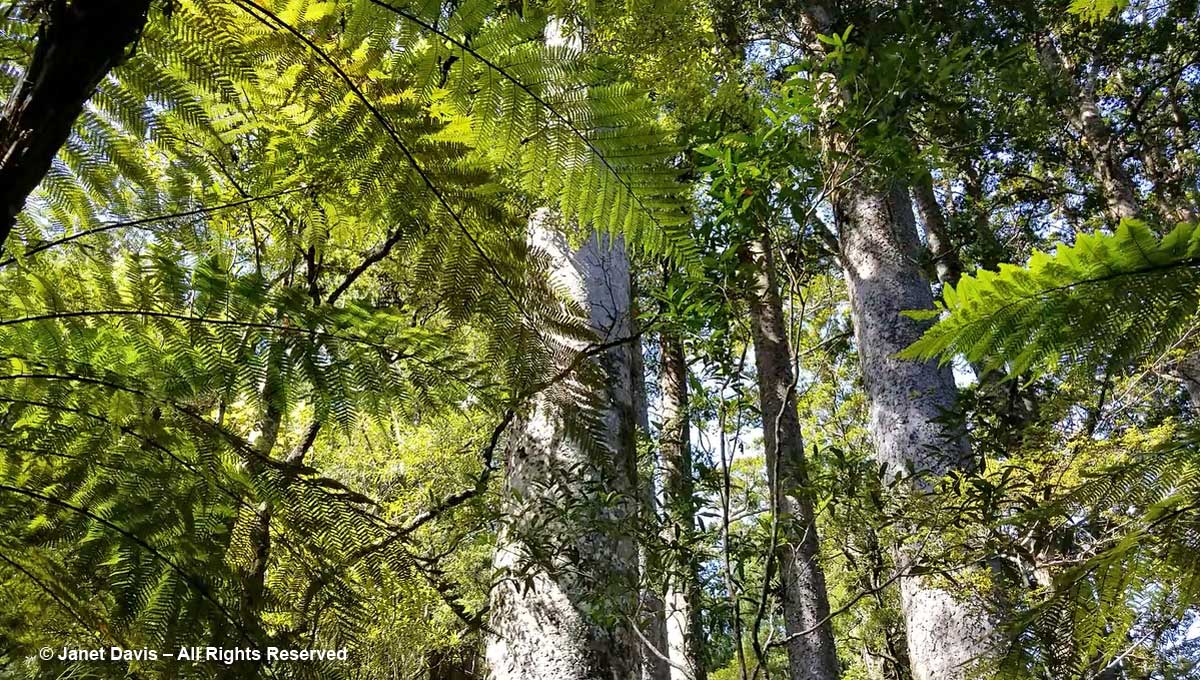 Kauri & tree fern- Puketi Forest-Bay of Islands-Manginangina Walk