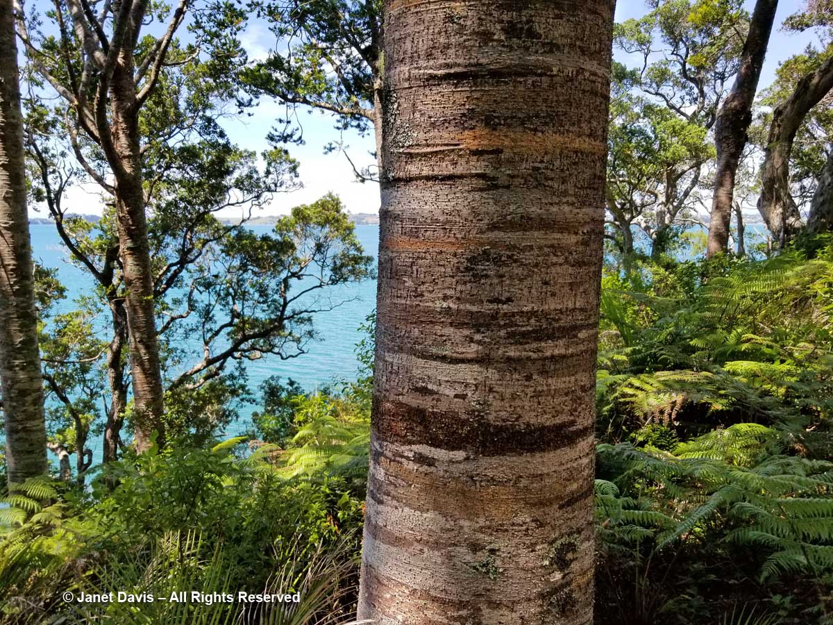 Kauri trunk-Agathis australis-Omaio