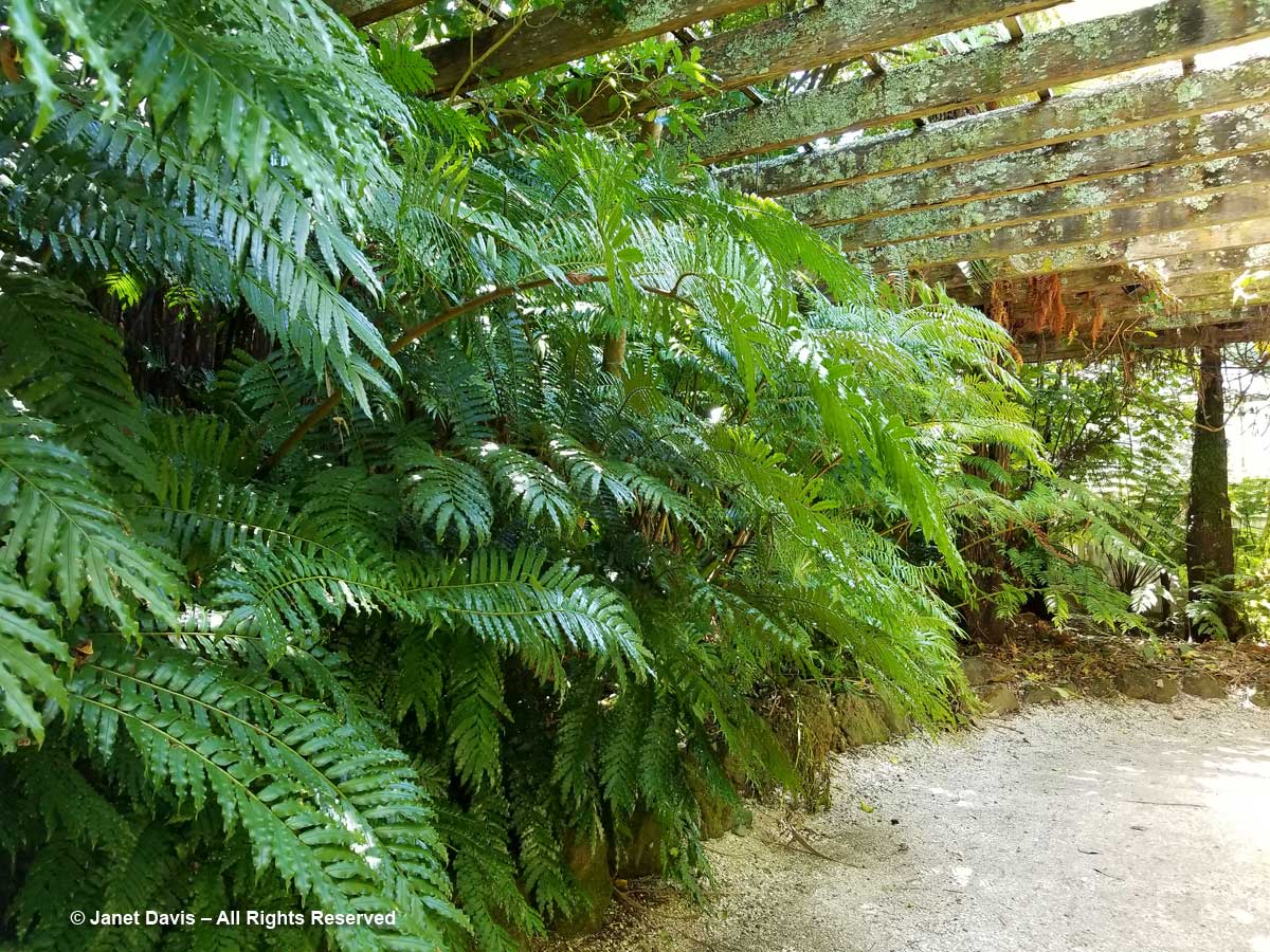 King fern-Ptisana salicina-Fernz Fernery-Auckland Domain