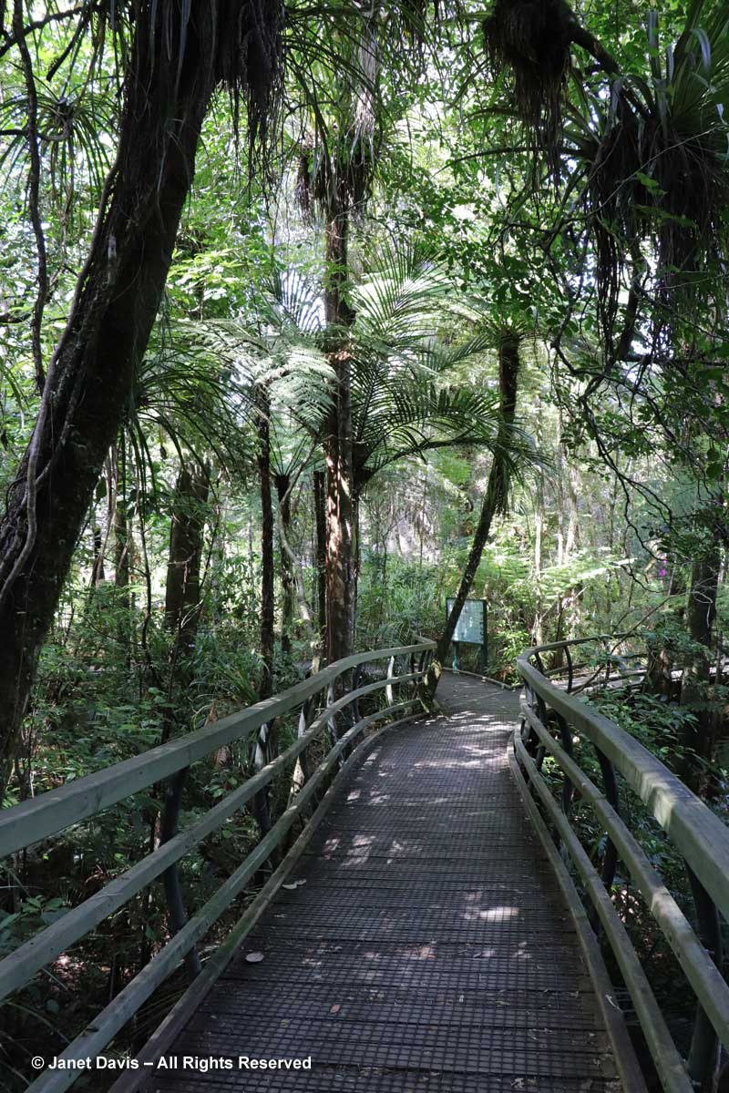 Manginangina Walk-Boardwalk-Puketi Forest-Northland