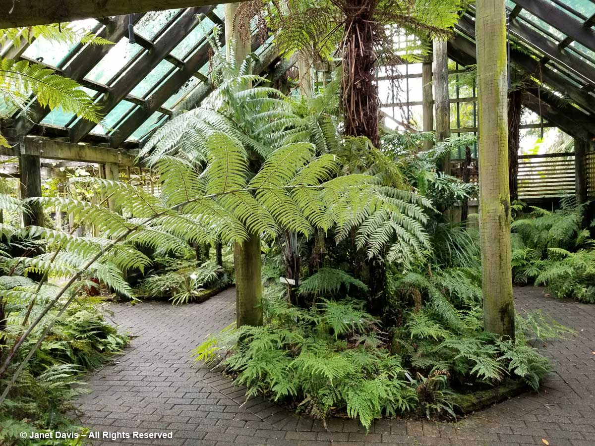 Marge Maddren Fernery1-Botanica-Whangerai