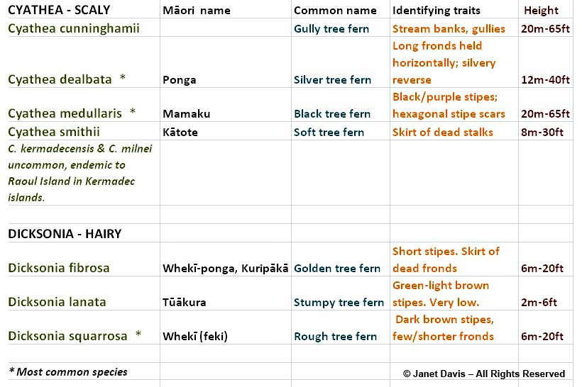 New Zealand tree fern chart-Janet Davis