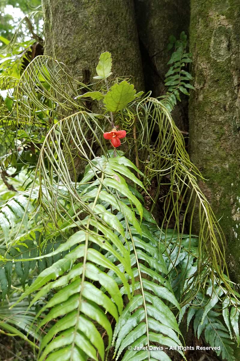 Otari-New Zealand-Gloxinia & Blechnum filiforme