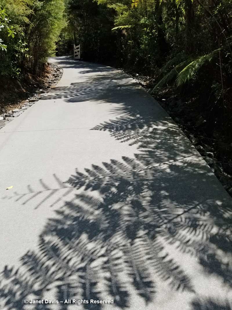 Tree fern shadows-Omaio